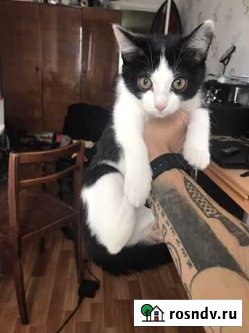 Котенок в добрые руки Пермь - изображение 1