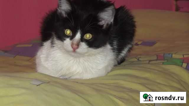 Отдам котят в добрые руки Ефремов - изображение 1