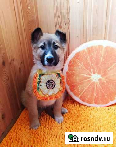 Щенок Игра - изображение 1