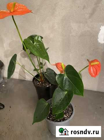 Антуриум Мадурал оранж Энгельс - изображение 1