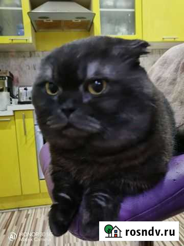 Манчкин вязка Михайловка - изображение 1