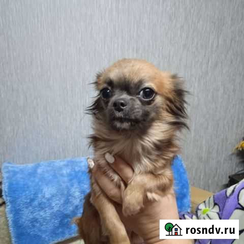 Маленькая собака Тамбов - изображение 1
