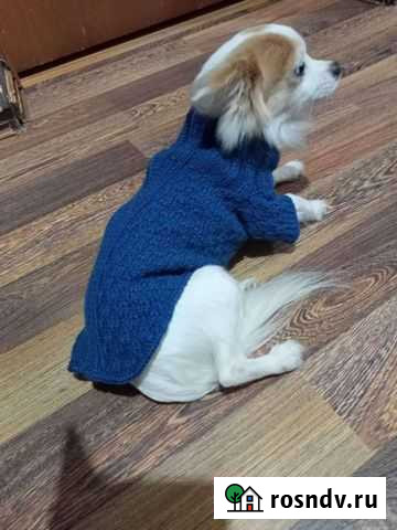 Вязанная одежда для собак и кошек Рославль - изображение 1