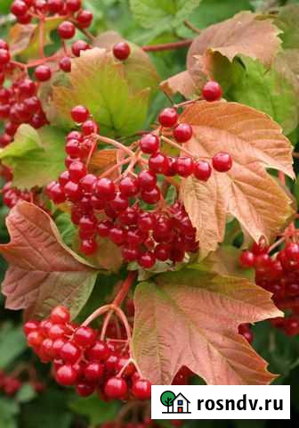 Саженцы калины Керчь - изображение 1