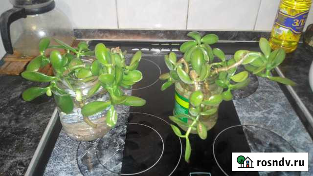 Крассула, толстянка (денежное дерево) Люберцы - изображение 1