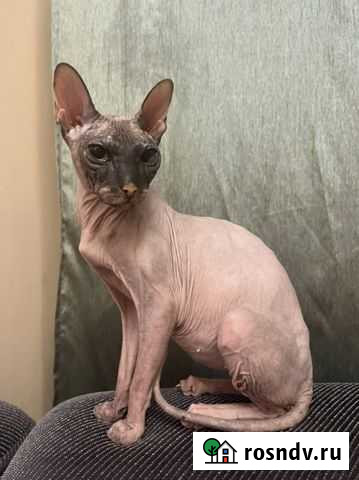 Донской сфинкс Самара - изображение 1