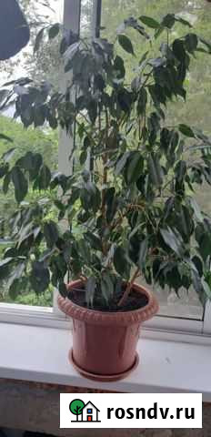 Фикус бенджамина пестролистный Комсомольск-на-Амуре - изображение 1