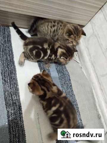 Шотландские котята Стройкерамика - изображение 1