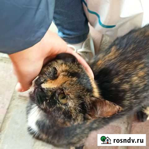 Кошечка в добрые руки Смоленск - изображение 1