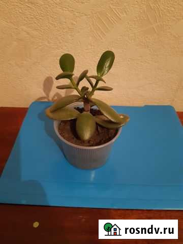 Толстянка Томск - изображение 1