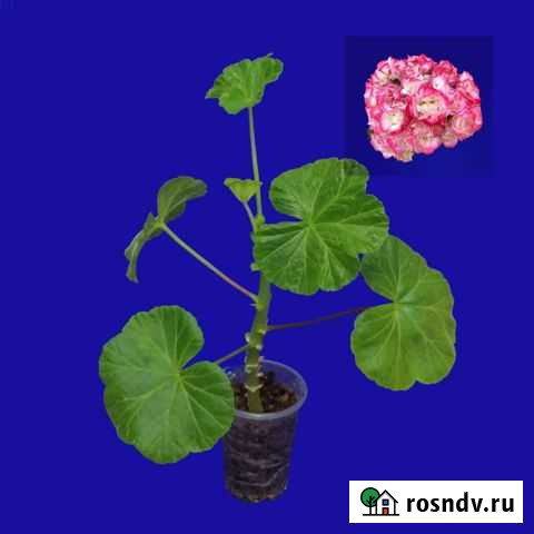 Пеларгония Sutarves Klara San Набережные Челны - изображение 1