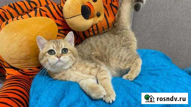 Тигр британский с родословной Воронеж - изображение 1