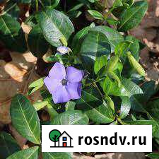 Барвинок для полисадника Крымск - изображение 1