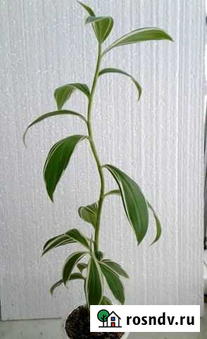 Растения разные-1 Пермь - изображение 1