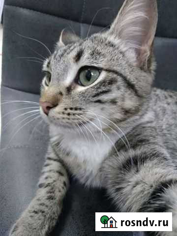 Котик в добрые руки Уфа - изображение 1