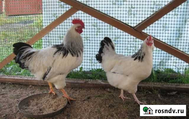 Яйцо для инкубации Адлерская серебристая. Цыплята Тула - изображение 1