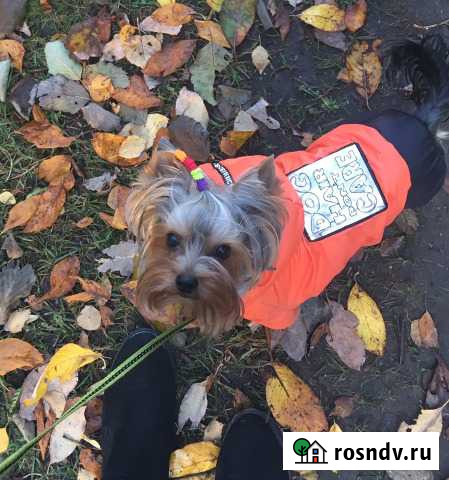 Йоркширский терьер Кировск - изображение 1