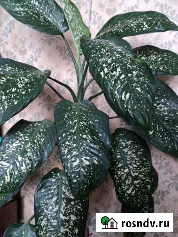 Диффенбахия Прокопьевск - изображение 1