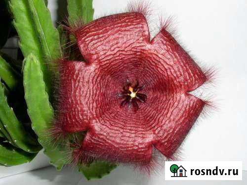 Стапелия крупноцветковая Острогожск - изображение 1