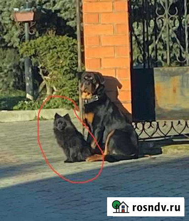 Собаки бесплатно Белореченск - изображение 1