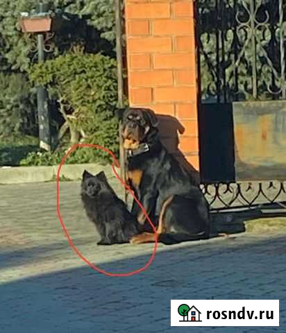 Собаки бесплатно Белореченск - изображение 1