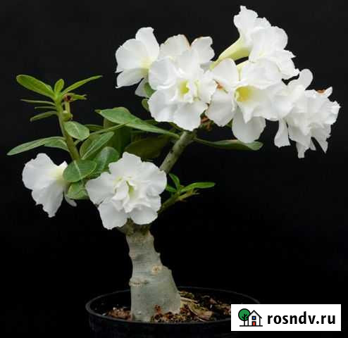 Адениум Калуга - изображение 1