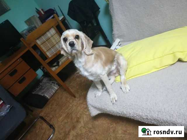 Стрижка животных Омск - изображение 1