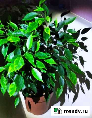 Фикус Бенджамина Иркутск - изображение 1