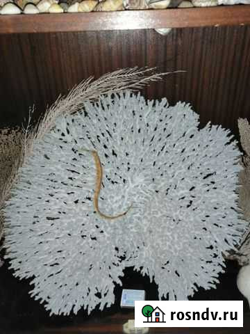 Морские кораллы Геленджик - изображение 1