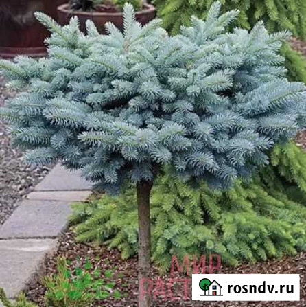 Ель колючая Глаука Глобоза на штамбе Лебяжье - изображение 1