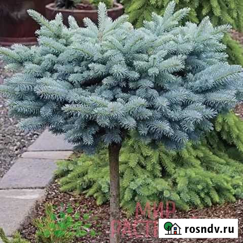 Ель колючая Глаука Глобоза на штамбе Лебяжье - изображение 1