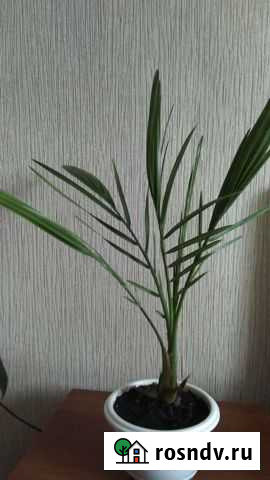 Пальма Муром - изображение 1