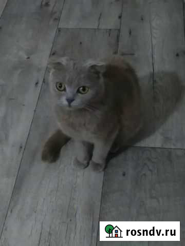 Шотландская Богучар - изображение 1