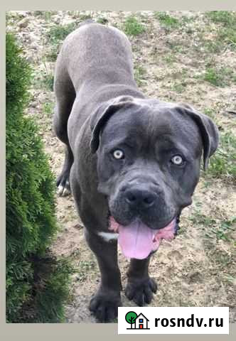 Кане Корсо Анапская - изображение 1