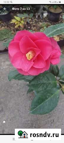 Камелия Шахты - изображение 1