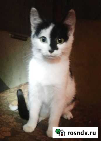 Котенок ищет дом Моршанск - изображение 1