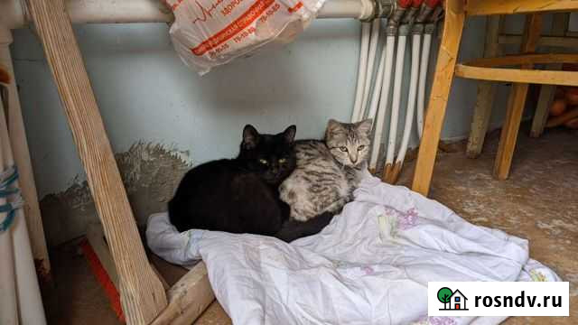 Полупородистые малыши Махачкала - изображение 1