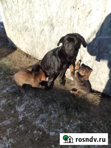 Отдам щенка лабрадора Волгоград - изображение 1