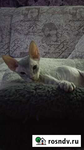 Донской сфинкс котёнок Сургут - изображение 1