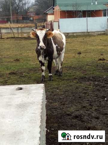 Корова высокоудойная Чермен - изображение 1