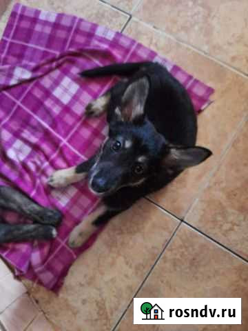 Дина Сызрань - изображение 1