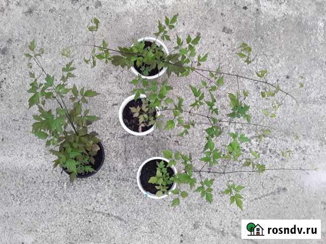 Клематис виноградолистный Тюмень - изображение 1