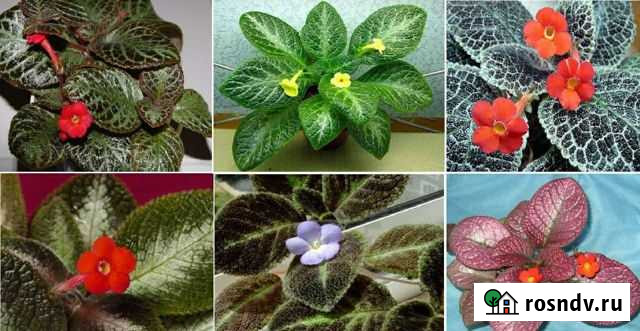 Комнатные цветы Кирово-Чепецк - изображение 1