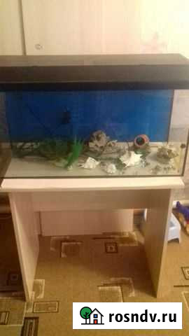 Аквариум Иноземцево кп - изображение 1