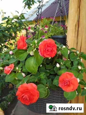 Бальзамин Челябинск - изображение 1