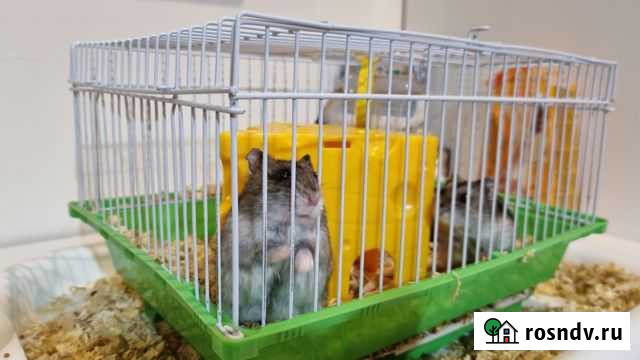 2 хомяка вместе с клеткой, бесплатно Абинск - изображение 1