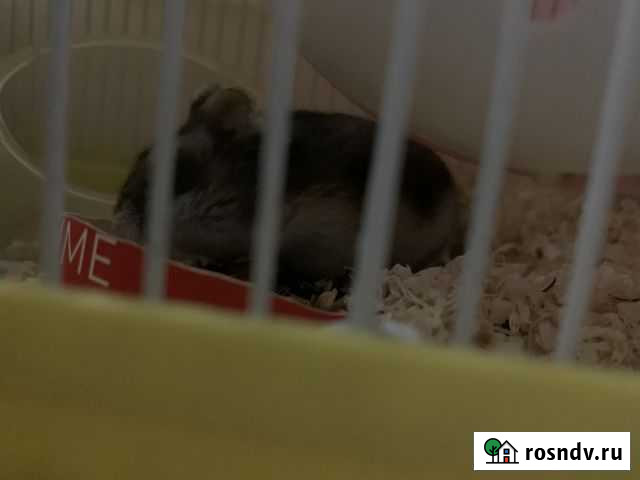 Джунгарский хомяк с клеткой и с развлечениями для Сочи - изображение 1