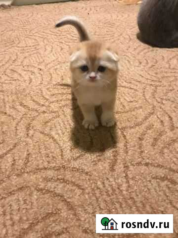 Шотландская вислоухая Пушкино - изображение 1