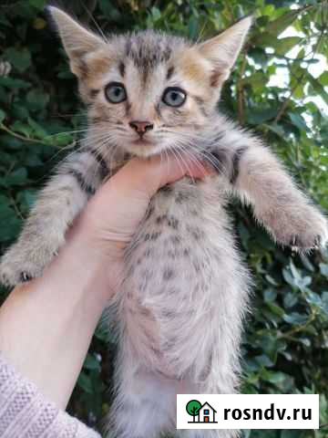 Коты Белореченск - изображение 1