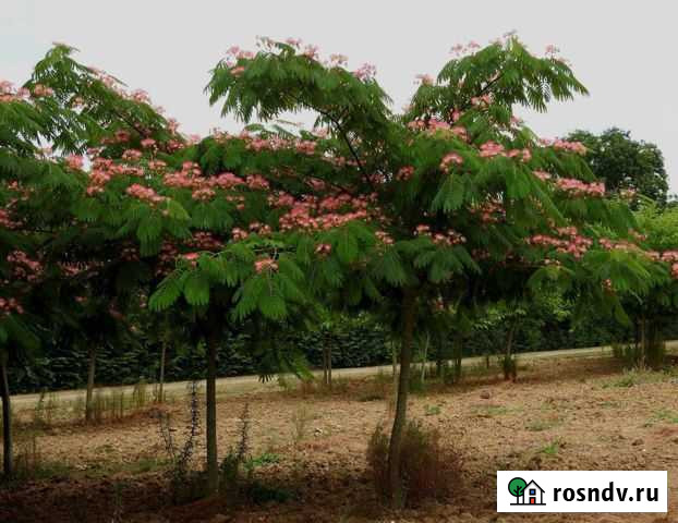 Акация ленкоранская Казанская - изображение 1